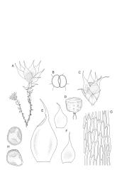 Image: R.C. Wagstaff © Landcare Research 2015 